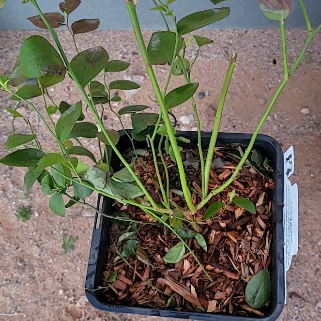 Photo of the plant species Blueberry 'Biloxi' by @ImportantIvy80 named Fernie Saunders on Greg, the plant care app