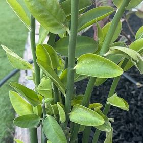 Photo of the plant species Pedilanthus bracteatus by @SlinkyCactus80 named Girlfrond on Greg, the plant care app