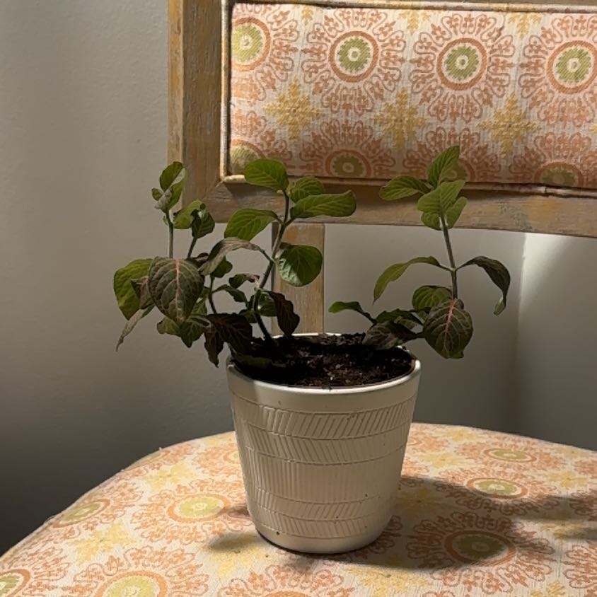Photo of the plant species Red Vein Fittonia by @YardSagopalm90 named Athena on Greg, the plant care app