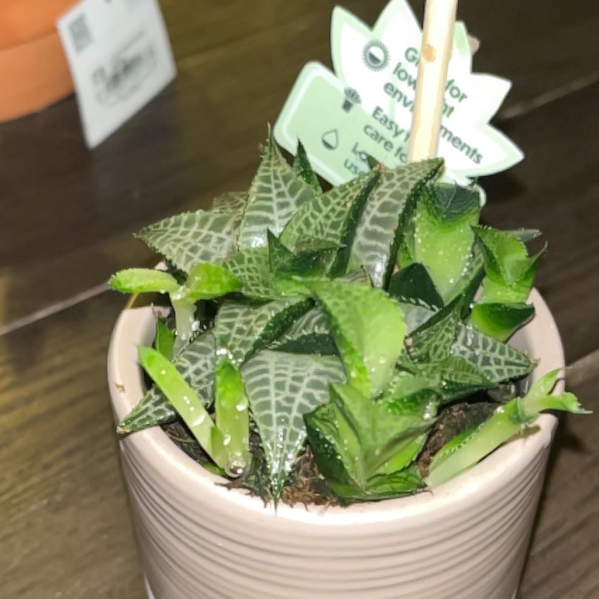 Photo of the plant species Veined Haworthia by @ZippyFivespot72 named Lebron on Greg, the plant care app