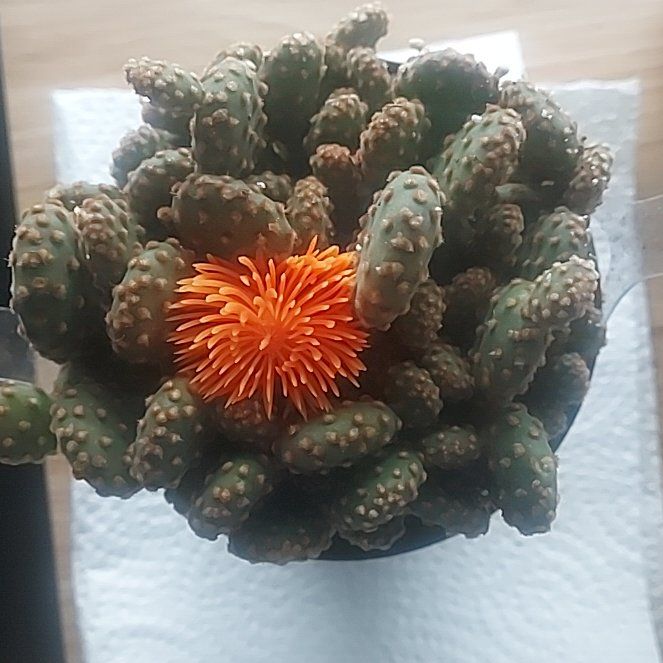 Photo of the plant species Assorted Cactus by @LovingCoconut56 named Elina on Greg, the plant care app