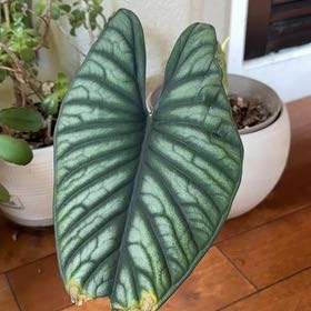 Photo of the plant species alocasia nebula by @BuoyantBasil80 named Nixon on Greg, the plant care app