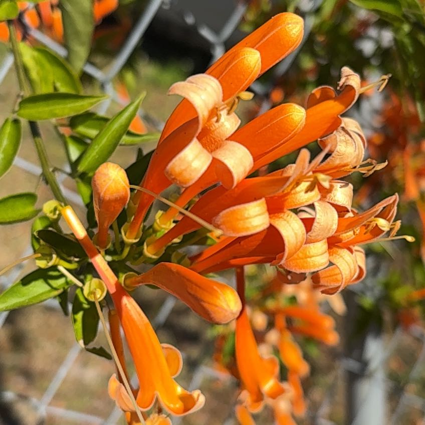 Photo of the plant species Coral Aloe by @TastyJuneplum63 named Einstein on Greg, the plant care app