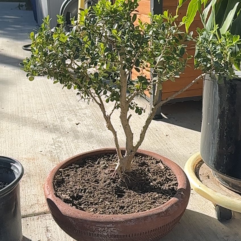 Photo of the plant species Japanese Boxwood by @AngelicWorm99 named Xena on Greg, the plant care app