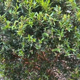 Photo of the plant species California Buckthorn by @TutorRhubarb78 named Denali on Greg, the plant care app