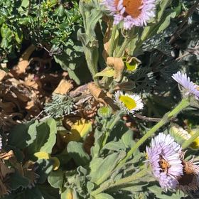 Photo of the plant species Seaside Daisy by @TutorRhubarb78 named Kendall on Greg, the plant care app