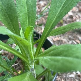 Photo of the plant species Sneezeweed by @TutorRhubarb78 named Apollo on Greg, the plant care app