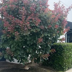 Photo of the plant species Smokebush by @TutorRhubarb78 named Messi on Greg, the plant care app