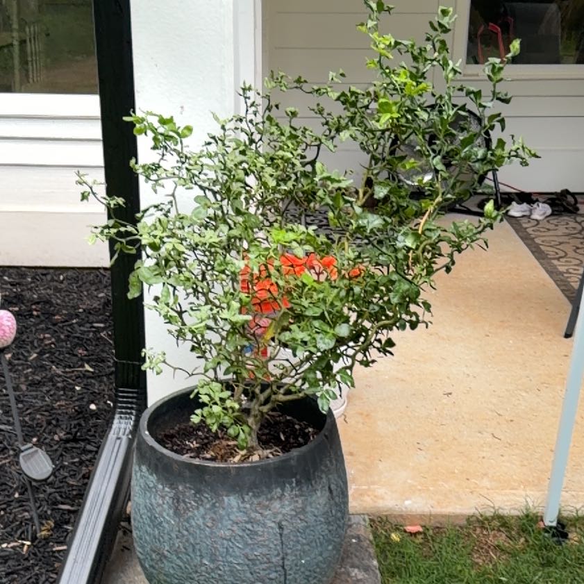 Photo of the plant species Firethorn by @SpotonChilli67 named Draco on Greg, the plant care app