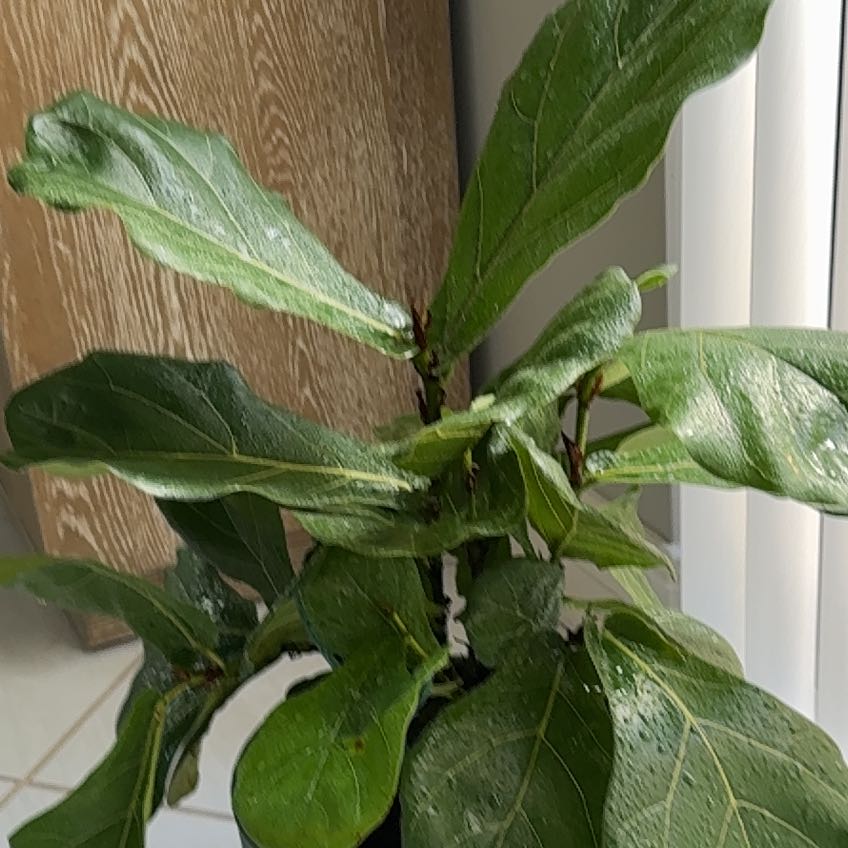 Photo of the plant species Ficus Lyrata Bush by @StandupBearsear named Shakira on Greg, the plant care app