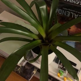 Photo of the plant species King of the Bromeliads by @BostonPlant named Jerry on Greg, the plant care app