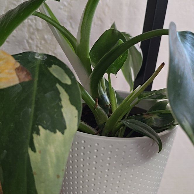 Photo of the plant species Philodendron 'Albo' by @DollAvocado12 named Planty on Greg, the plant care app