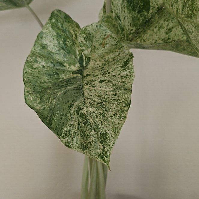 Photo of the plant species Alocasia macrorrhiza 'Camouflage' by @DollAvocado12 named Sahara on Greg, the plant care app