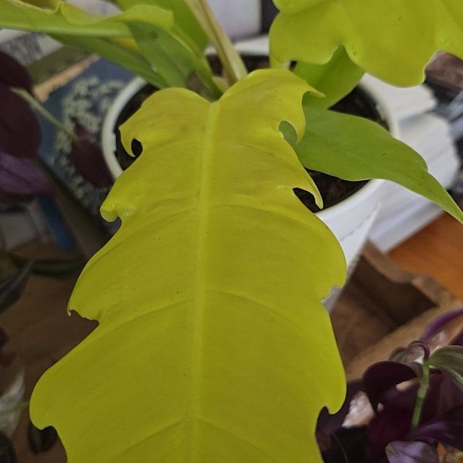 Photo of the plant species Philo Golden Dragon by @DollAvocado12 named Dax on Greg, the plant care app