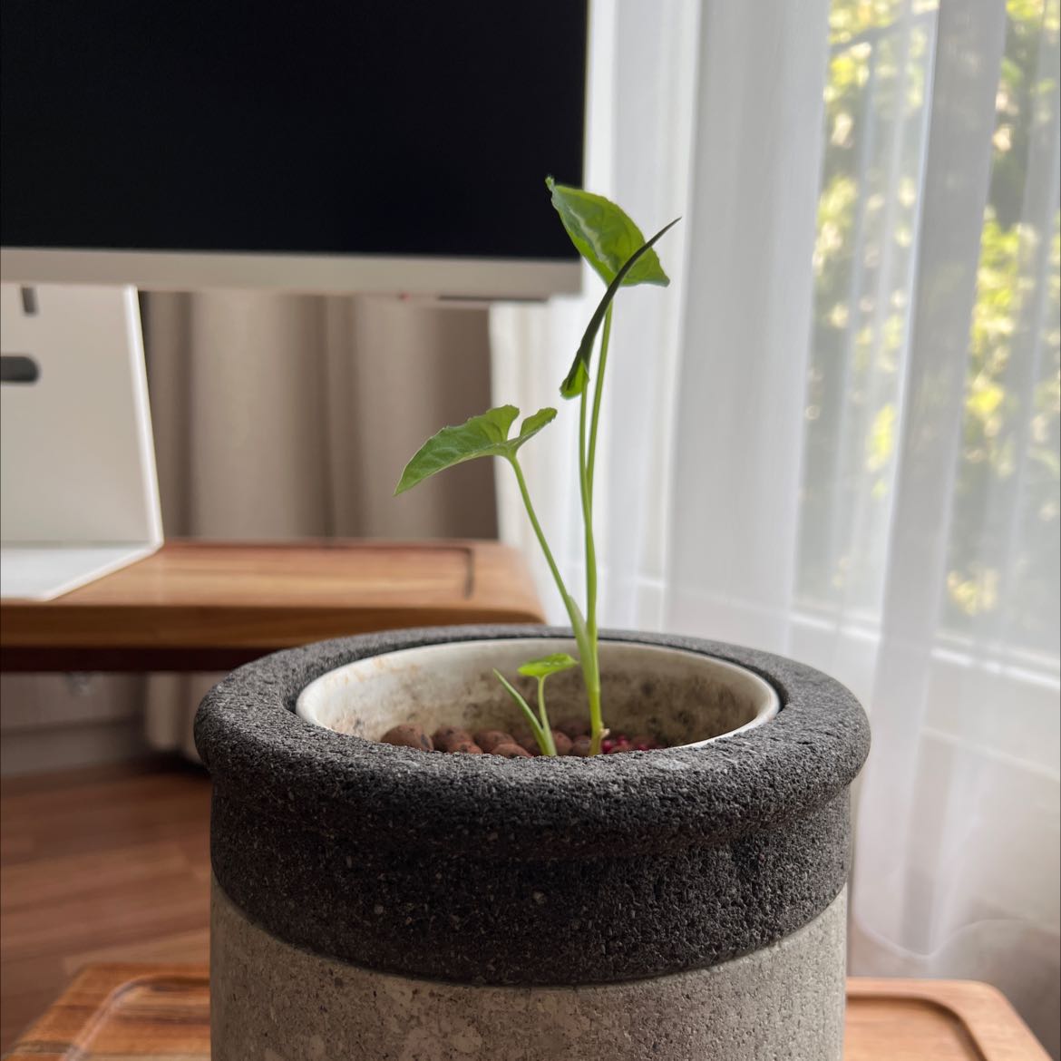 Young Syngonium wendlandii plant in a pot with green leaves, healthy appearance.