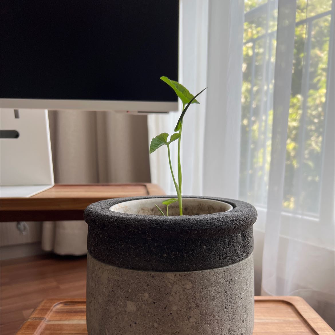 Young Syngonium wendlandii plant in a pot with a window and furniture in the background.