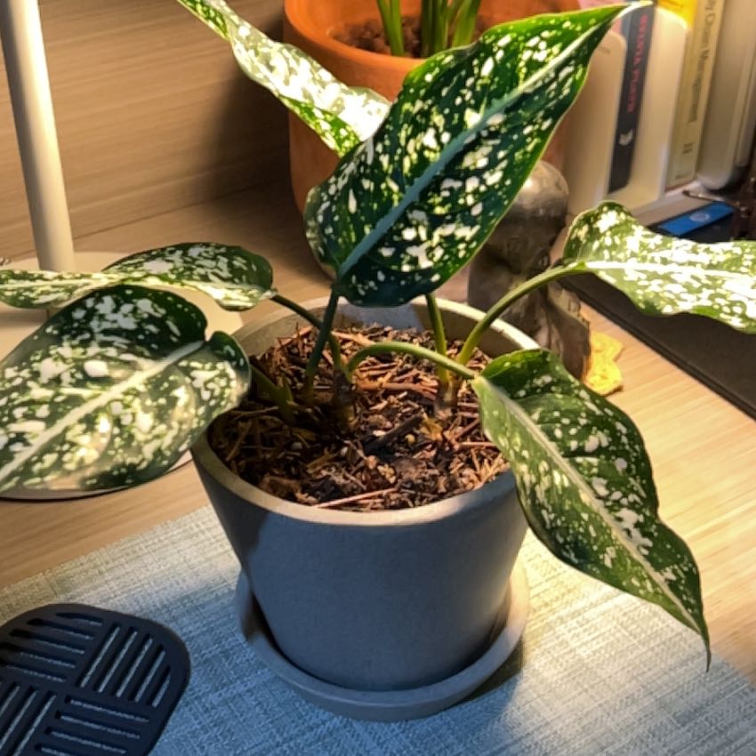 Aglaonema 'Spring Snow' plant in a pot with healthy green and white speckled leaves.