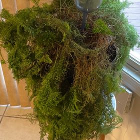 Photo of the plant species Davallia Fern by @PoetLithop63 named Beckham on Greg, the plant care app