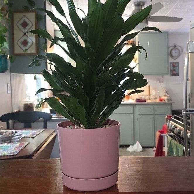 Photo of the plant species Draceana Dragon Tree by @ExpensiveBlue63 named Luna on Greg, the plant care app