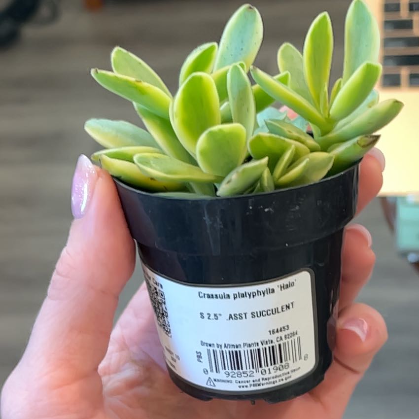 Photo of the plant species succulent by @ClassyEspicia37 named Harmony on Greg, the plant care app