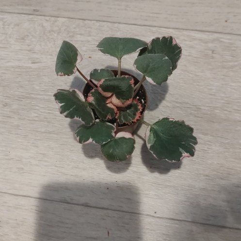 Photo of the plant species strawberry begonia varigated by @ChosenHoya51 named Shortcake on Greg, the plant care app