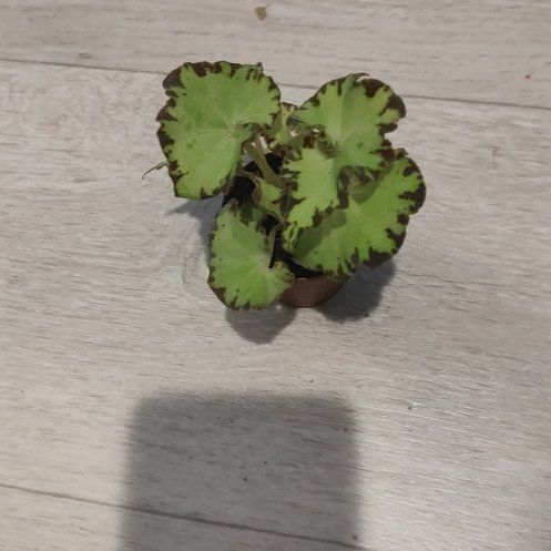 Photo of the plant species Begonia Rex 'Spirit of Pemba' by @ChosenHoya51 named Zion on Greg, the plant care app