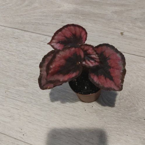 Photo of the plant species Red kiss Begonia by @ChosenHoya51 named Valentina on Greg, the plant care app