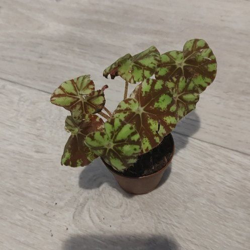 Photo of the plant species Rex Begonia Zumba by @ChosenHoya51 named Tortoise on Greg, the plant care app