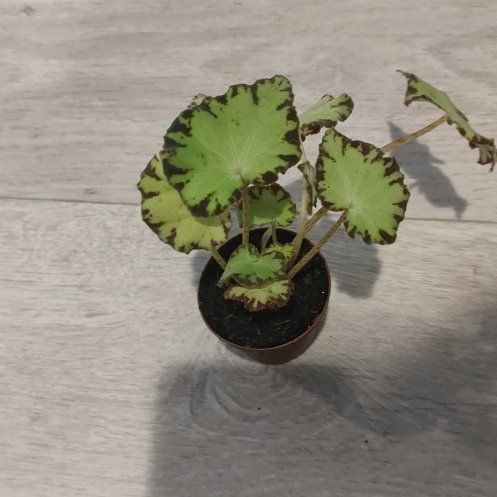 Photo of the plant species Begonia Rex 'Spirit of Pemba' by @ChosenHoya51 named Stella on Greg, the plant care app