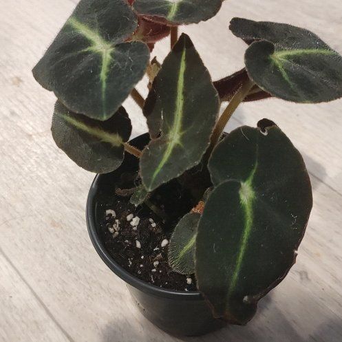 Photo of the plant species Striped Begonia by @ChosenHoya51 named Bernie on Greg, the plant care app