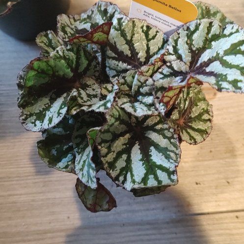 Photo of the plant species Begonia 'Fedor' by @ChosenHoya51 named Bellus ficus on Greg, the plant care app