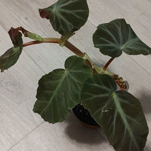 Photo of the plant species Begonia 'Grey Feather' by @ChosenHoya51 named Sheldon Cooper on Greg, the plant care app
