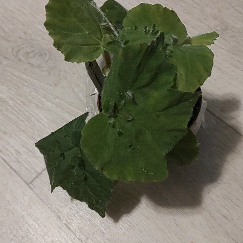 Photo of the plant species Piggyback Begonia by @ChosenHoya51 named Yoda on Greg, the plant care app
