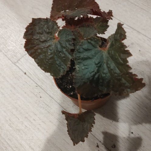 Photo of the plant species Begonia 'Midnight Magic' by @ChosenHoya51 named Hedwig on Greg, the plant care app
