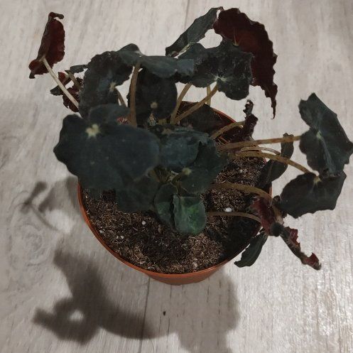 Photo of the plant species Begonia 'Black Mamba' by @ChosenHoya51 named Black Magic on Greg, the plant care app