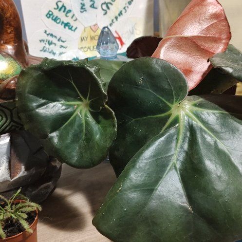 Photo of the plant species Beefsteak Begonia by @ChosenHoya51 named Keanu Leaves on Greg, the plant care app