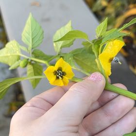 Photo of the plant species Philadelphia Groundcherry by @SelectBetel84 named Morgan Treeman on Greg, the plant care app