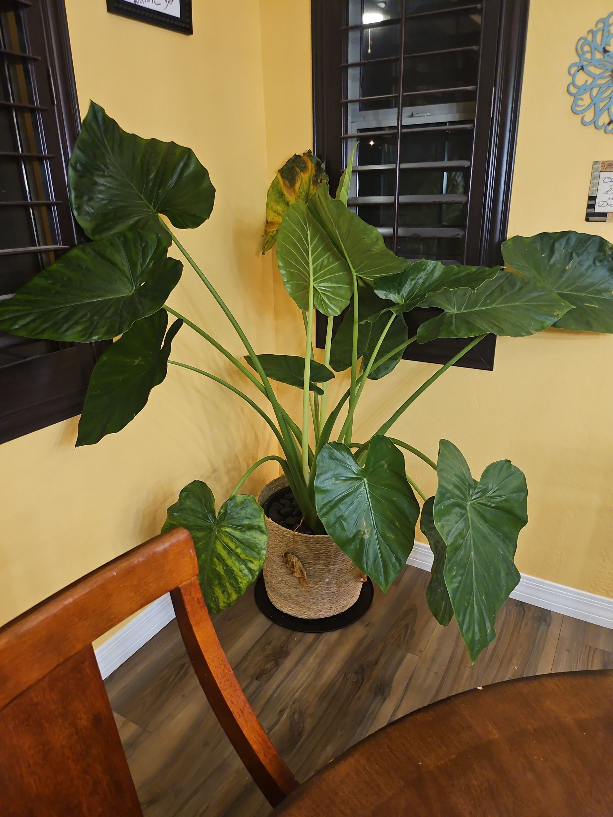 Alocasia Shattered Glass Plant Care: Water, Light, Nutrients