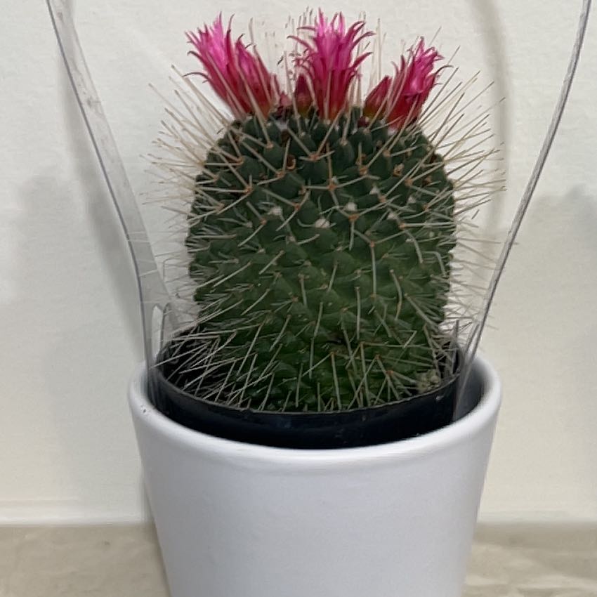 Photo of the plant species Mammillaria Melanocentra by @WarmCalendula30 named Marley on Greg, the plant care app