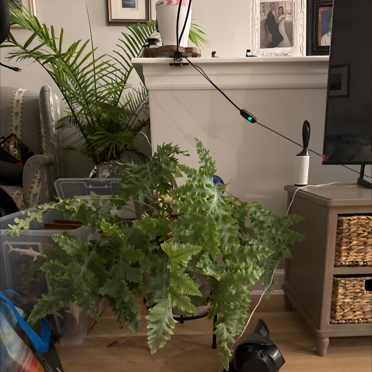 Photo of the plant species Living Lace Davana Fern by @Barbara66 named Drake on Greg, the plant care app