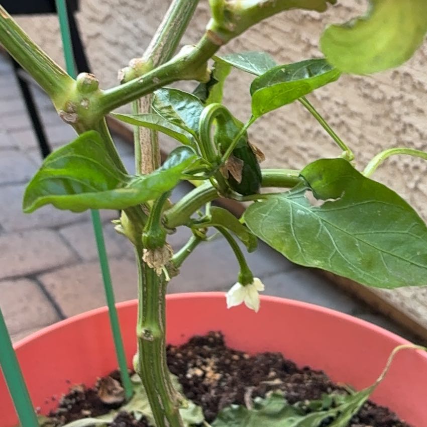 Photo of the plant species Anaheim Pepper by @ZestBlackgem12 named Achilles on Greg, the plant care app