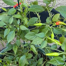 Photo of the plant species Capsicum Frutescens by @ZestBlackgem12 named Spike Leaves on Greg, the plant care app