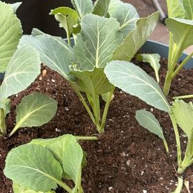 Photo of the plant species Collard Greens by @ZestBlackgem12 named Aria on Greg, the plant care app