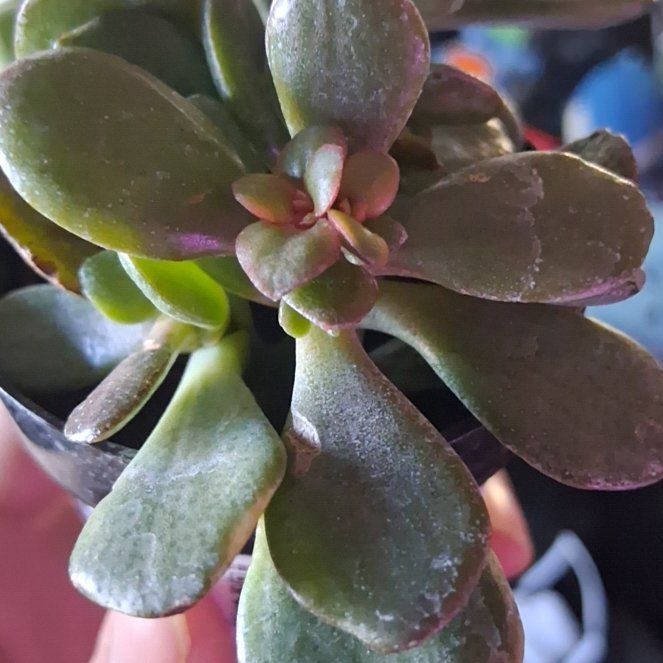 Photo of the plant species Carnival Variegata Jade by @ZippyAdelinia92 named Lavender on Greg, the plant care app