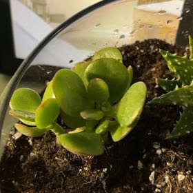 Photo of the plant species Miniature Jade Plant by @NotablePilea73 named Gregarious on Greg, the plant care app