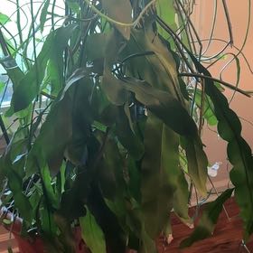 Photo of the plant species Night Blooming Cyrus by @NotablePilea73 named Foxxy on Greg, the plant care app