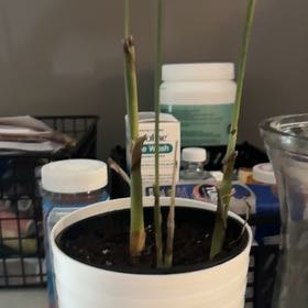 Photo of the plant species neantha bella palm by @Plant-Hoard named Fernie Mercury on Greg, the plant care app