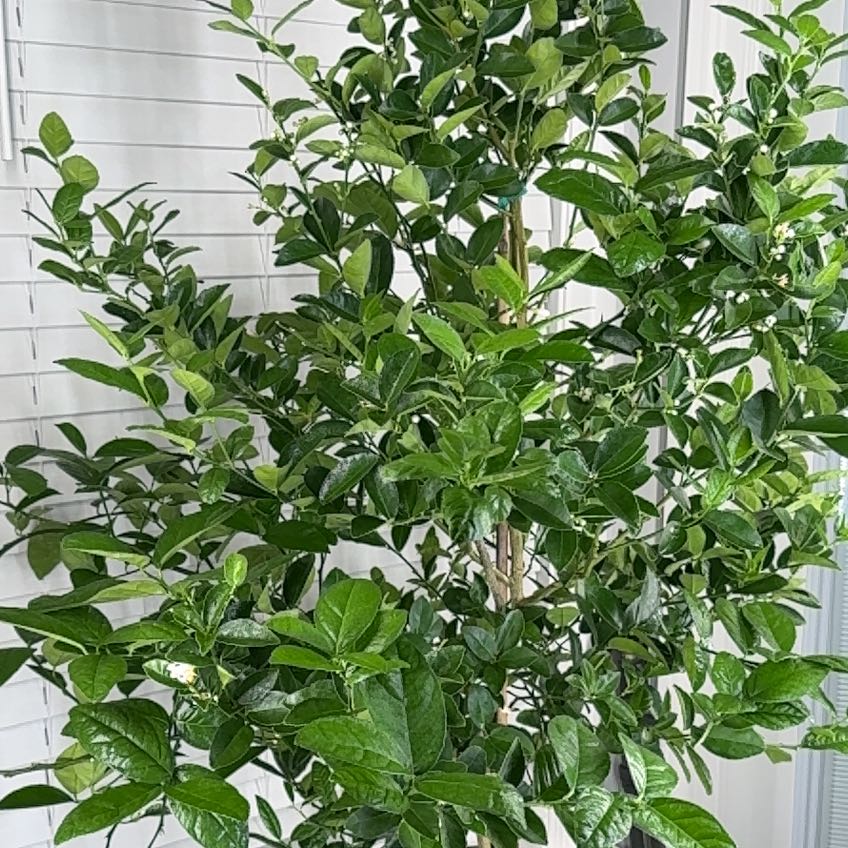 Photo of the plant species Eureka Lemon by @HotBushhoya59 named McKinley on Greg, the plant care app