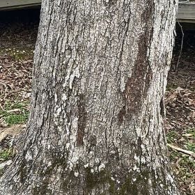 Photo of the plant species Water Oak by @BeefyBonsi55 named Bodhi on Greg, the plant care app