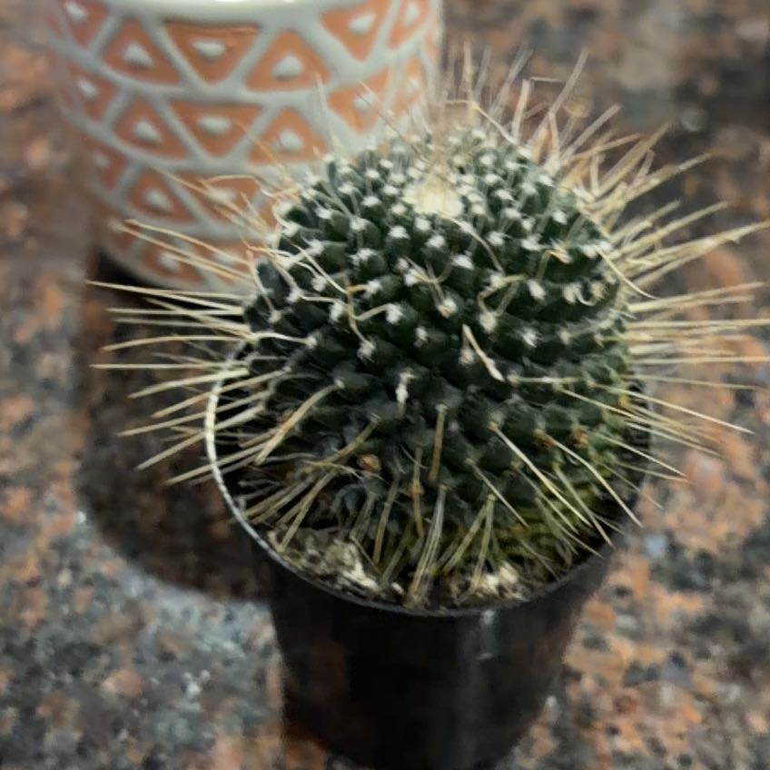Photo of the plant species Mammillaria carnea by @EarthyDecodon83 named SPIKEY SPATULA on Greg, the plant care app